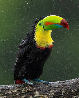 Wild animal portrait in natural outdoor habitat