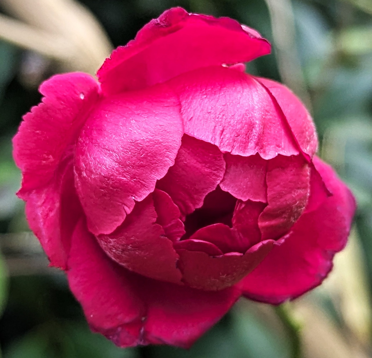 Deep Pink Rose Bud