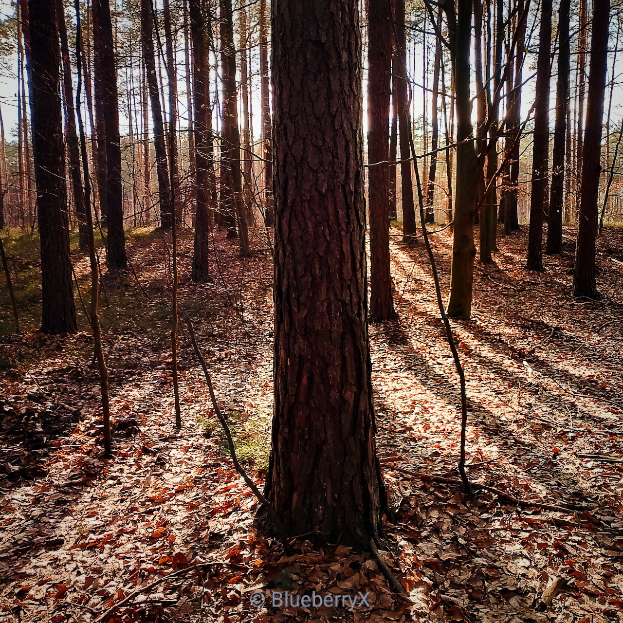 Sunlit forest with tall tree trunks and dry leaves covering the ground