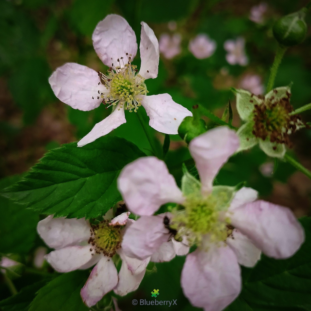White blackberry flowers with pink-tinged petals and yellow centers on green foliage