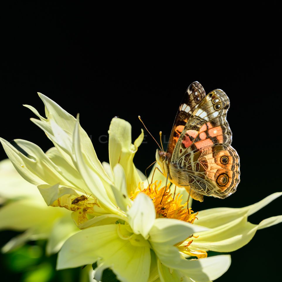 Patterned butterfly perched on a pale white flower against a black background