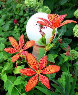 Blackberry Lilies Gazing Ball