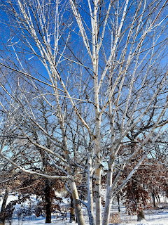 White birch trees with bare branches against a blue sky on a sunny winter day with snow on the ground