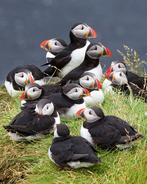 Group of puffins with colorful beaks resting on grassy cliff