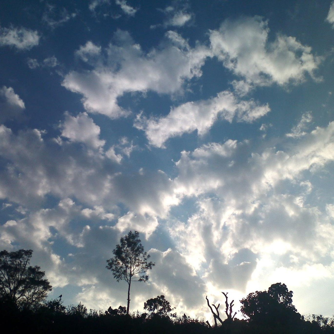 Blue sky with white clouds above dark silhouetted trees