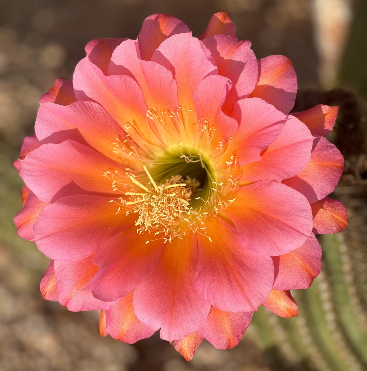 Close-up of a pink and yellow cactus flower with prominent stamens against blurred green cactus spines