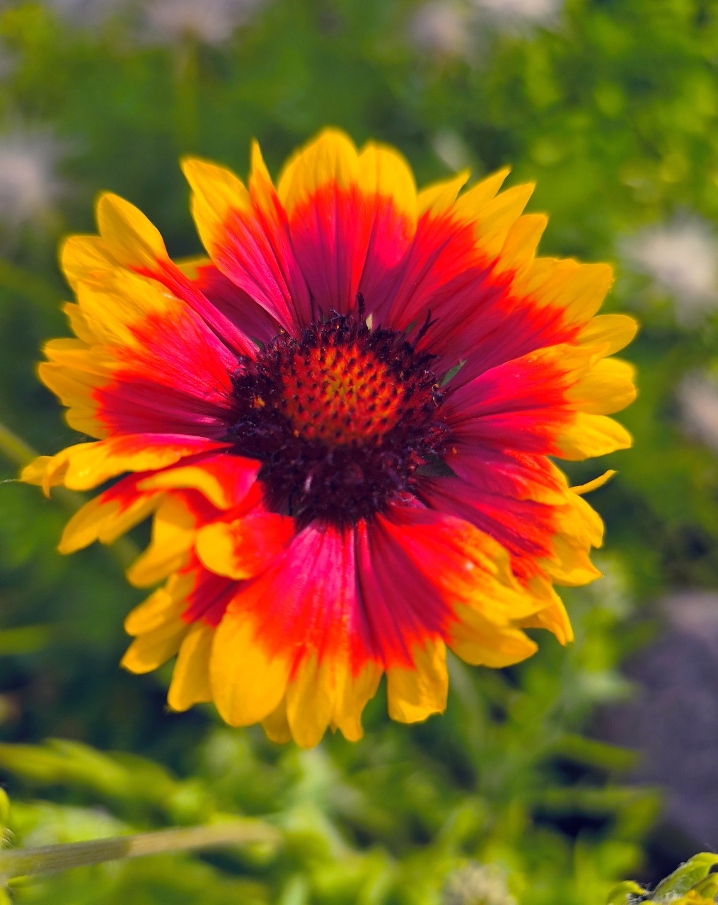 Blanket Flower Bloom