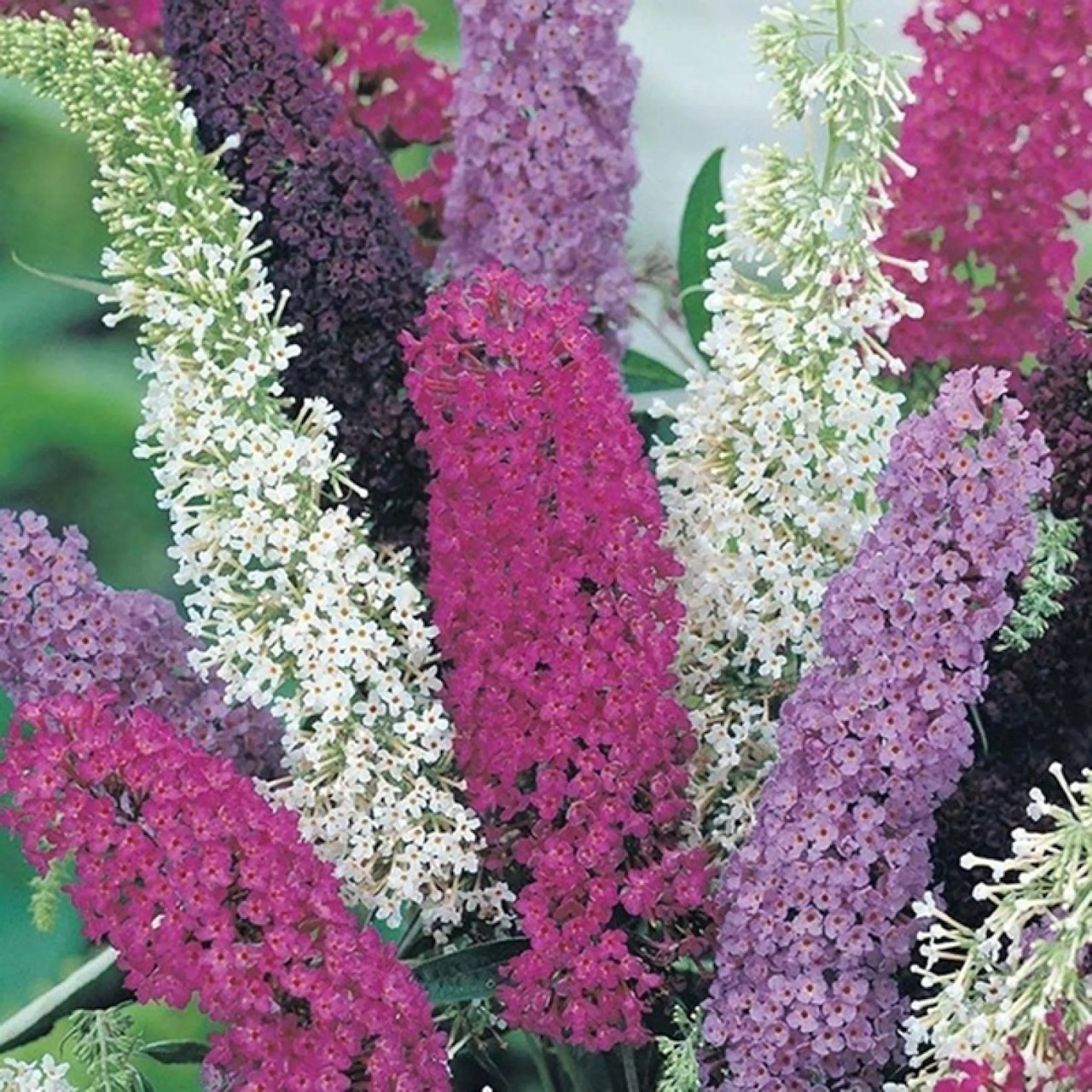 Colorful buddleia flower spikes in white, pink, purple and magenta with green leaves