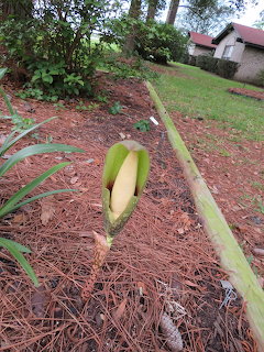 Green Flower Bud