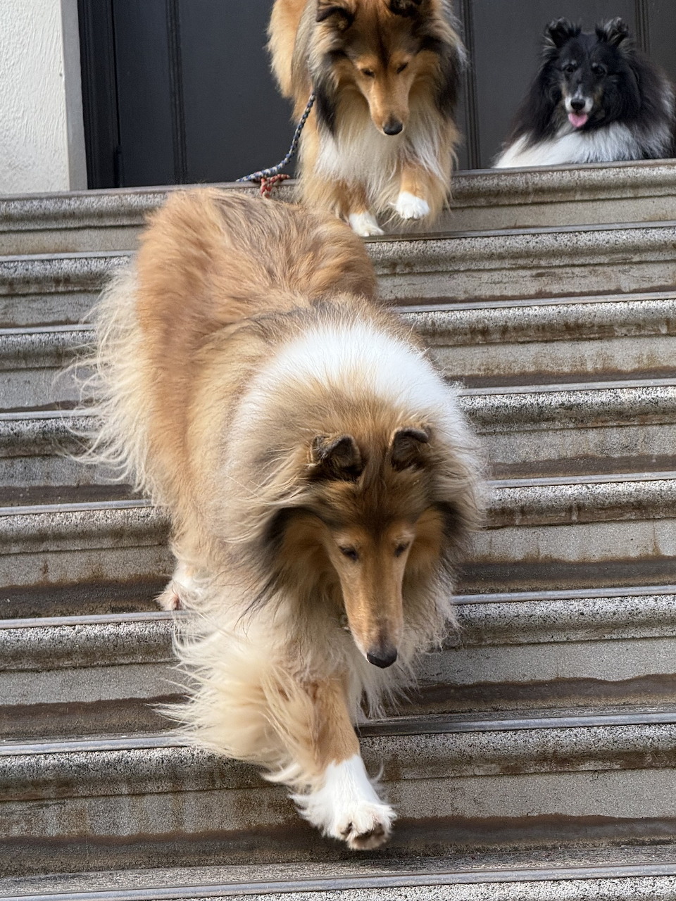 Three collie dogs sitting and standing on gray stone outdoor steps