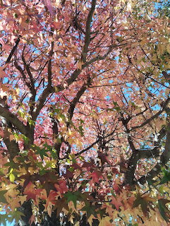 Autumn Leaves and Branches