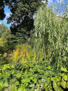 Lush green garden with weping willow tree, yellow flowers, and dense foliage on a sunny summer day