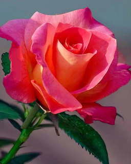 Close-up of a pink and orange rose flower with green leaves