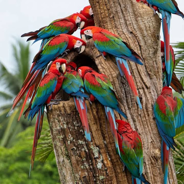 Macaws on Tree