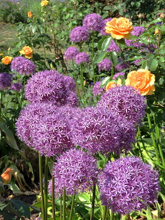 Purple Allium and Orange Roses Garden