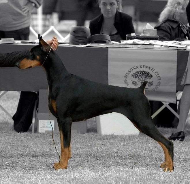Doberman Pinscher Dog