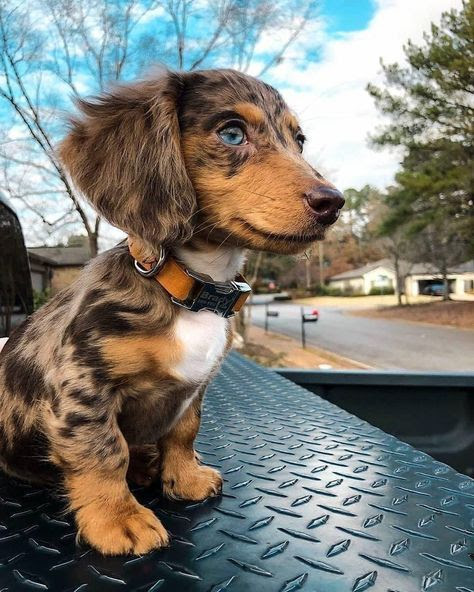 Long-haired dachshund puppy with brown and black fur sitting on a truck bed outdoors