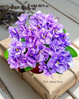Purple African violet flowers with speckled petals arranged on a brown kraft paper gift box