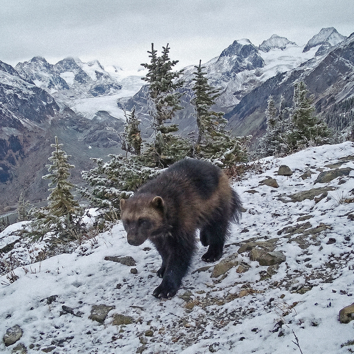 Wolverine walking on a snowy mountain slope with pine trees and alpine peaks behind