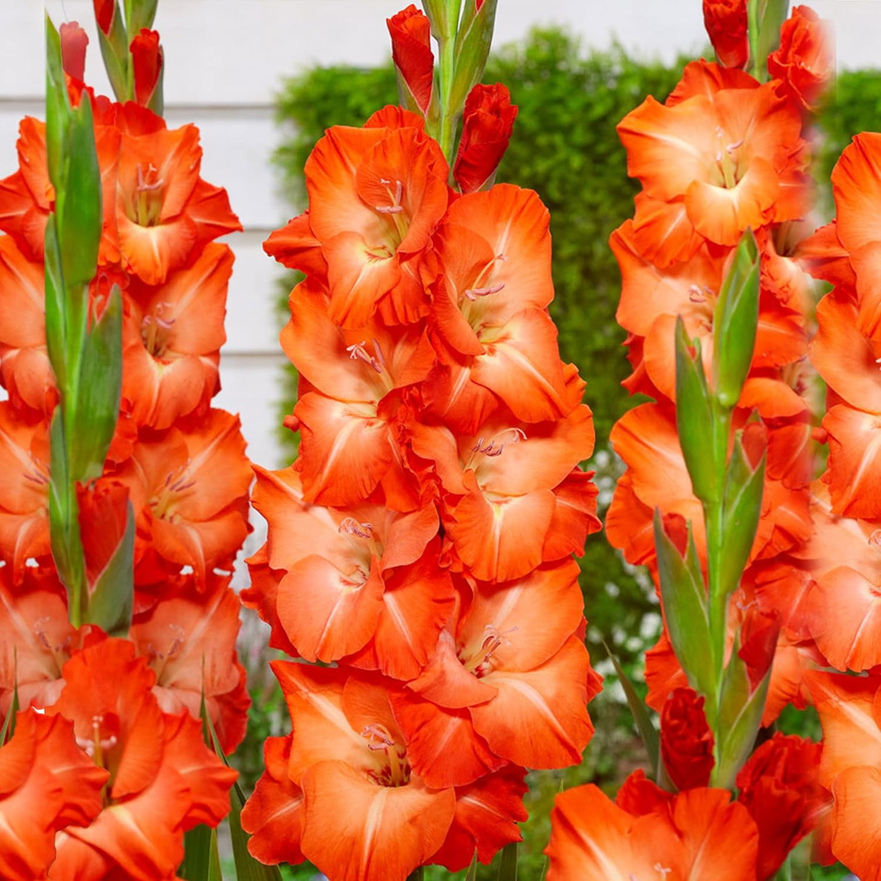 Orange Gladiolus Blooms