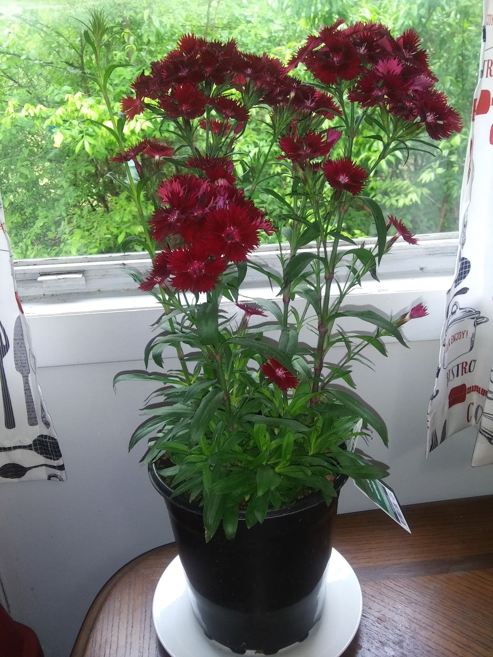 Red flowers in a black pot on a table beside a window