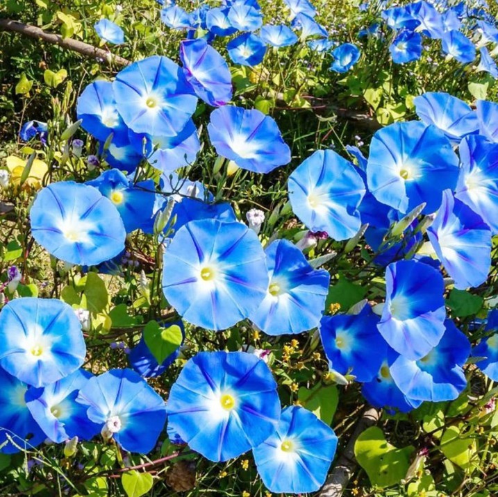 Cluster of blue and white morning glory flowers with green leaves