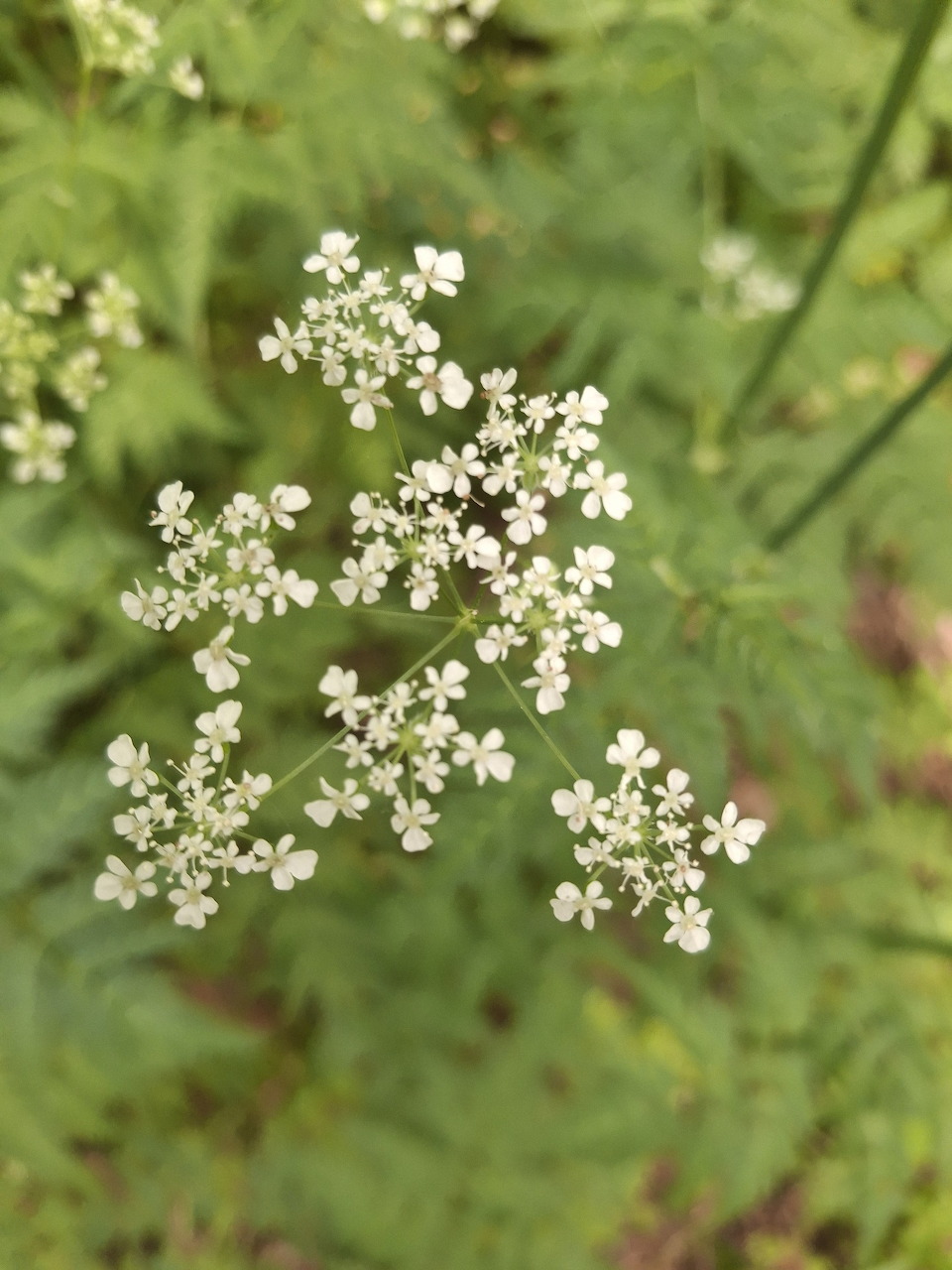 Close-up of small white flower clusters on a green blurred background