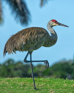 Sandhill crane standing on one leg on grass with blue sky in the background