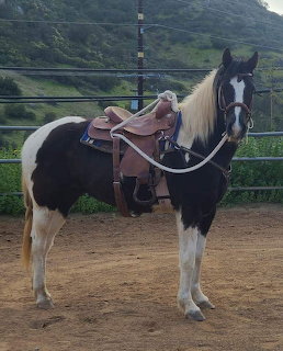 Black and white paint horse with saddle standing in dirt arena with mountain backdrop