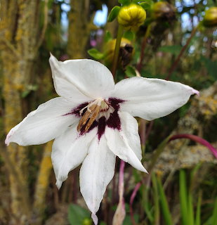 White Gladiolus Flower