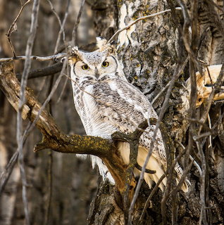 Owl camouflaged against tree bark and branches in forest setting