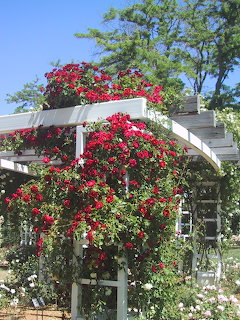 White wooden pergola covered in abundant red climbing roses in a sunny garden