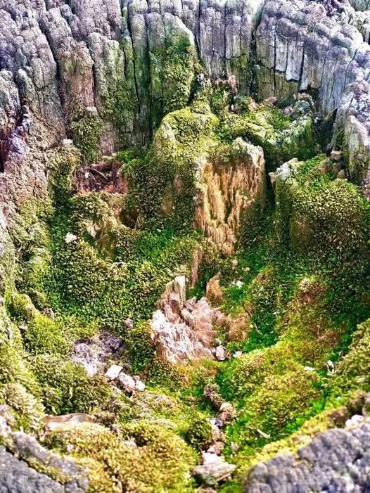 Aerial view of a deep rocky canyon with green vegetation covering jagged stone formations