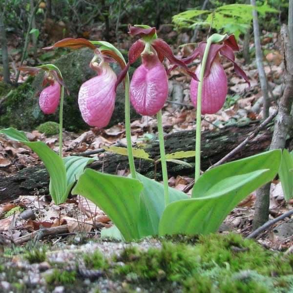 Four pink lady slipper orchids with green leaves growing on forest floor