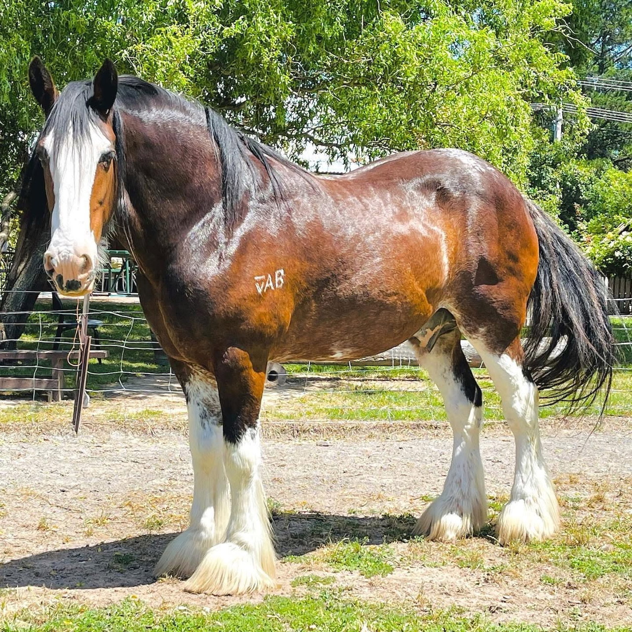 Brown and white Clydesdale horse standing in a sunny paddock
