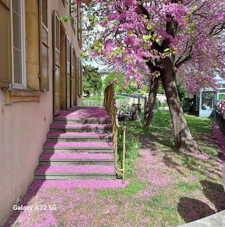 Pink Blossom Tree Pathway