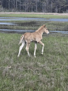 Young tan and white Chincoteague pony foal trotting across a green marsh