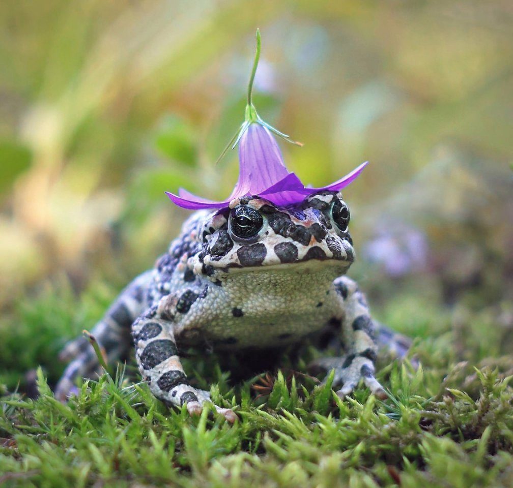 Spotted toad on moss wearing a purple flower like a hat