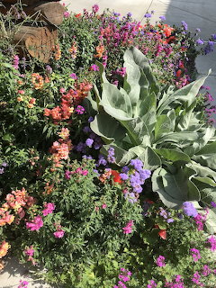 Colorful garden bed with flowering plants and a large green agave in front