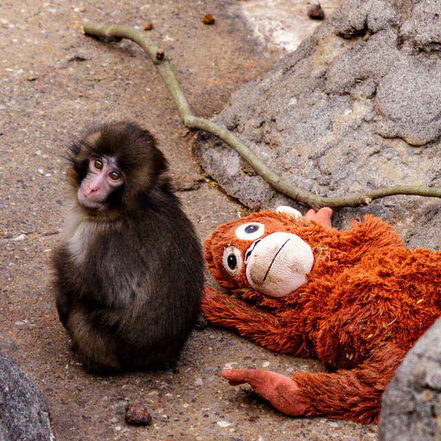 Baby Monkey and Toy