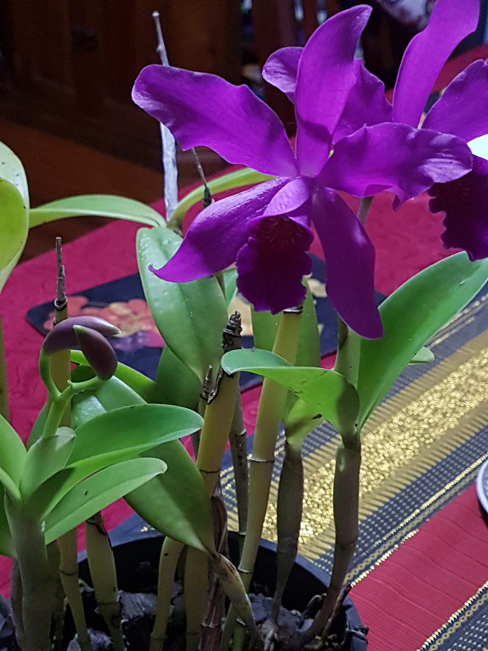 Jackies orchid