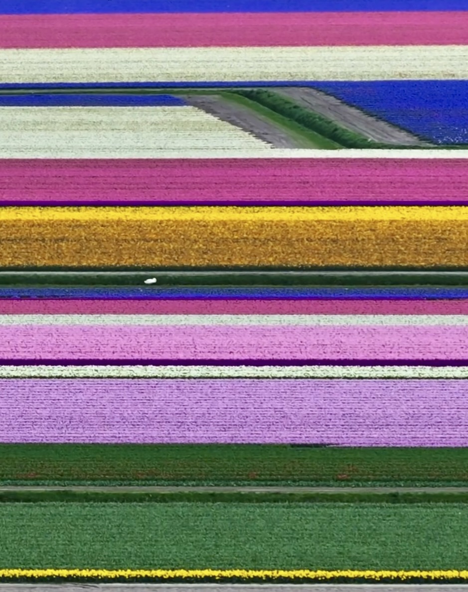 Rows of red, yellow, and pink tulips blooming in a Dutch flower field