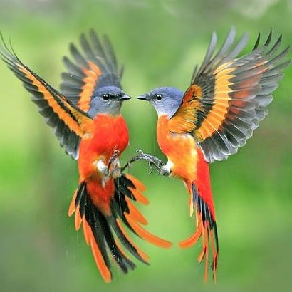 Two orange and gray grey-chinned minivets hovering face to face with wings spread