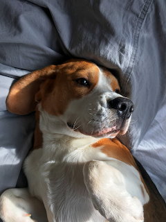 Beagle Resting on Bed