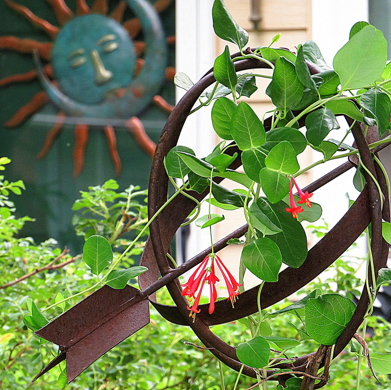 Red honeysuckle flowers blooming on vine entwined through rustic metal armillary sphere garden ornament
