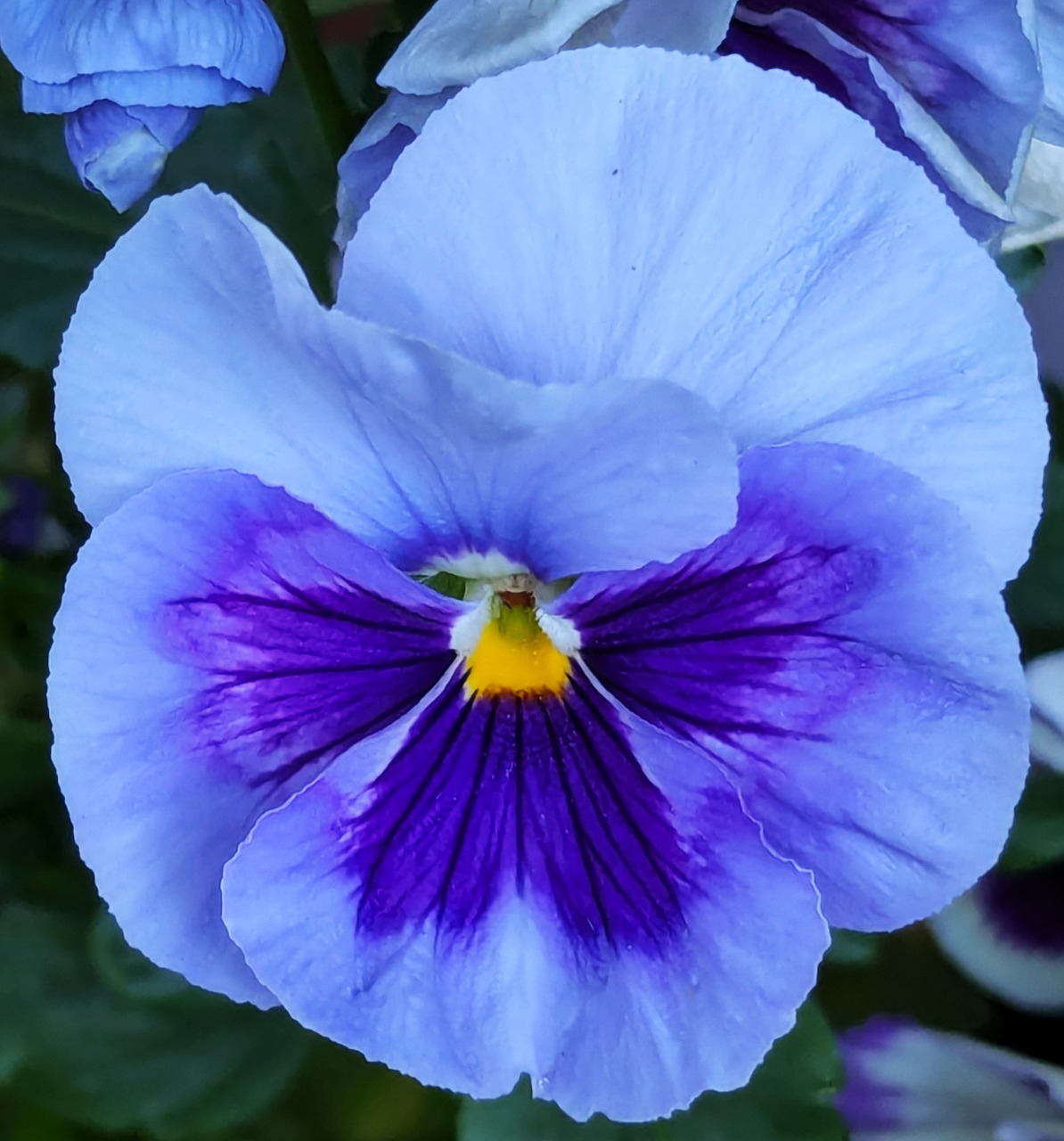 Close-up of a light blue and deep purple pansy flower with yellow center