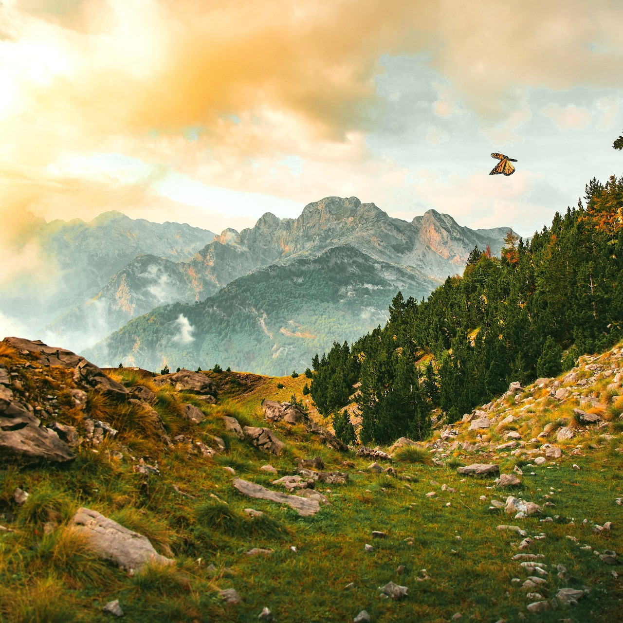 Rocky mountain meadow with forested hillside and cloudy peaks in the Albanian Alps