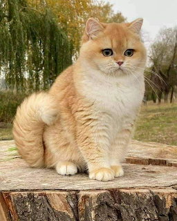 Fluffy golden British Shorthair cat sitting on a tree stump in an outdoor setting