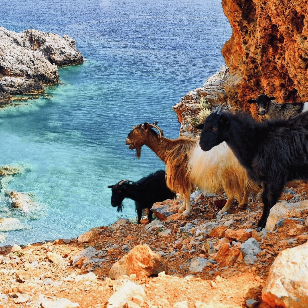 Goats on Crete Cliffs