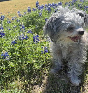 Small white fluffy dog standing in field of purple bluebonnet flowers